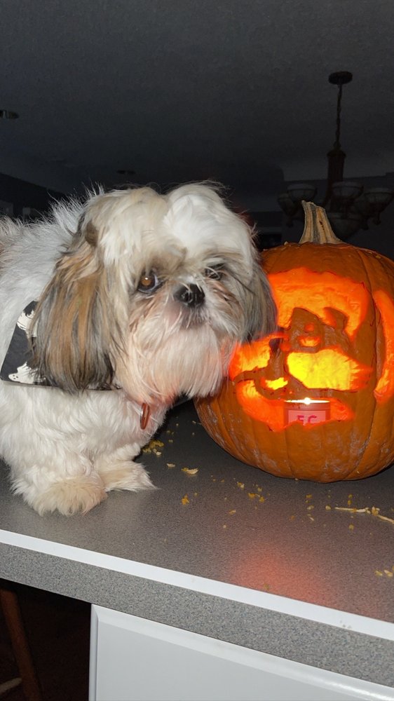 TEACUPS & TOYS 14 Photos & 23 Reviews 271 E Merrill St, Birmingham