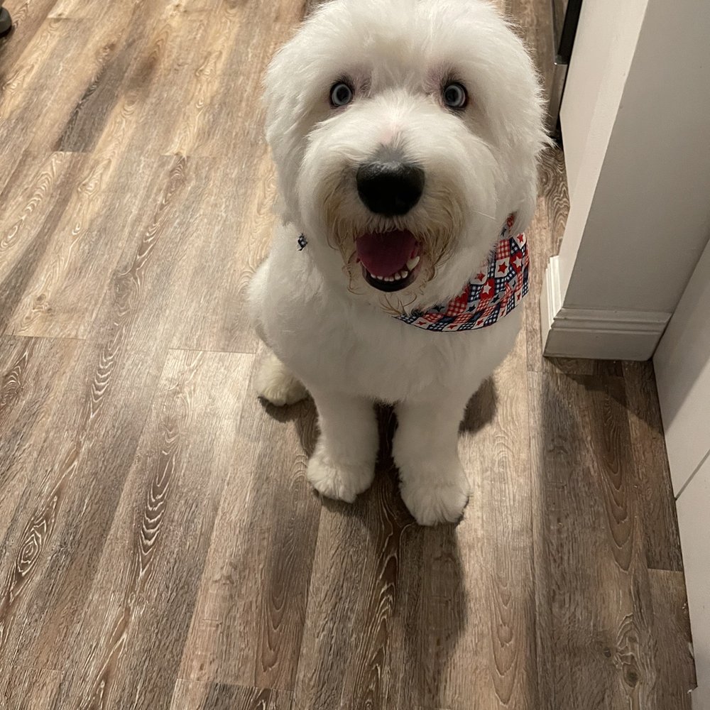 Mr.Cookie is an Old English Sheep Dog