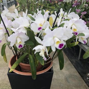Orchids In Bloom - Nurseries & Gardening Near Me - Apopka, Florida Orchids In Bloom - Nurseries & Gardening Near Me - Apopka, Florida