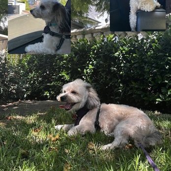 Puppy Land - Pet Stores Near Me - Los Angeles, California