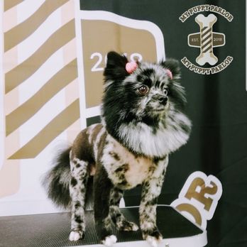 My Puppy Parlor - Bailey - Pet Groomers Near Me - Madison, Tennessee