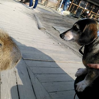 トリアスふれあい動物園 糟屋郡 福岡県 25 Photos Zoos Phone Number Yelp