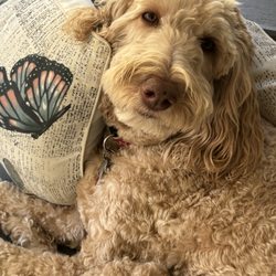 Granville Thrift Shop - My dog