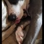 Furry Feet Retreat