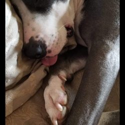 Furry Feet Retreat