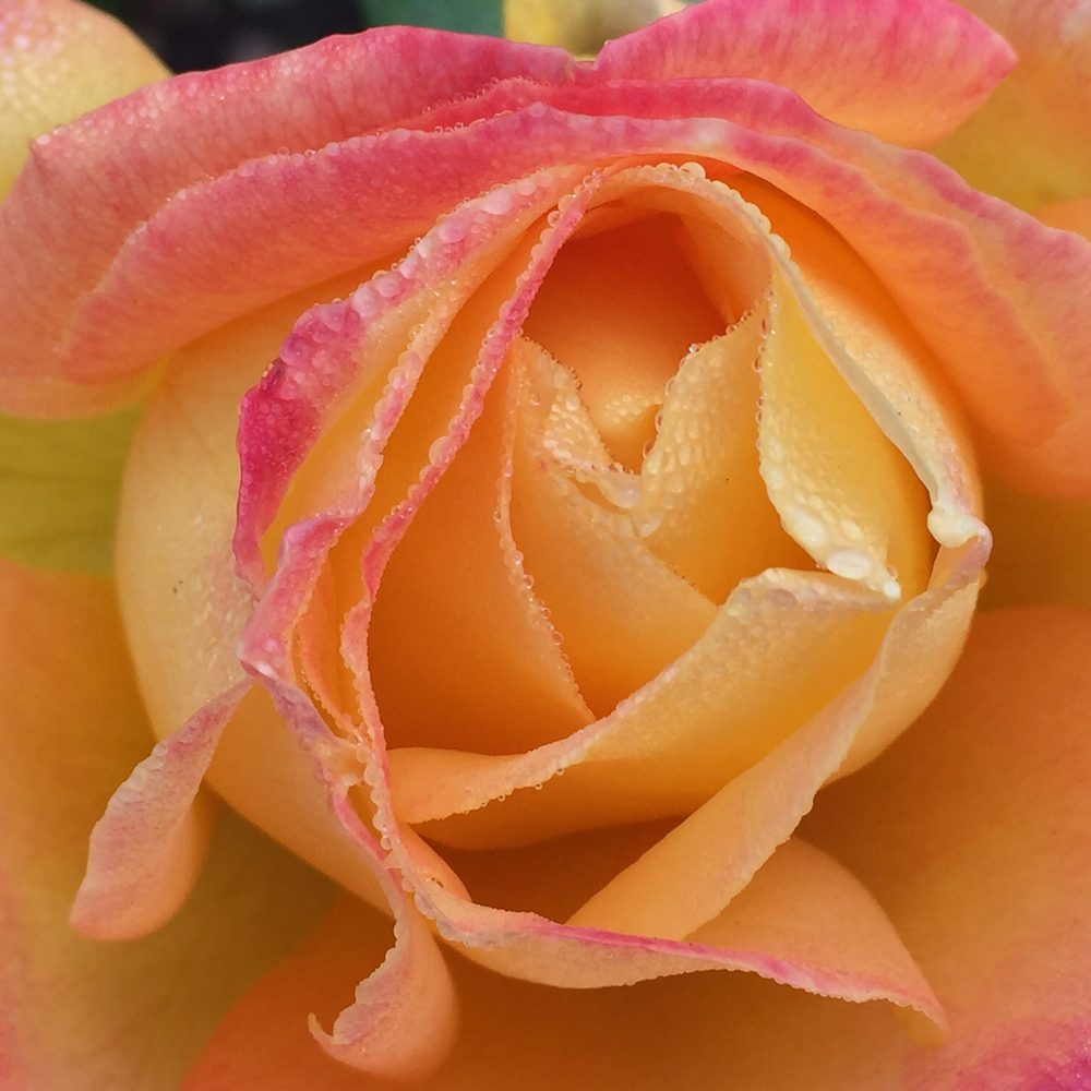 Owen Rose Garden - Parks Near Me - Eugene, Oregon Owen Rose Garden - Parks Near Me - Eugene, Oregon