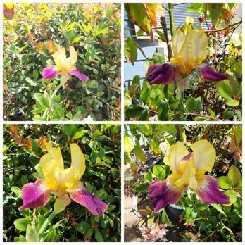 Green Thumb Nursery - One of my favorite flowering bulbs are the irises. My yearly spring affair with Mother Nature! - Nurseries & Gardening Near Me - Ventura, California