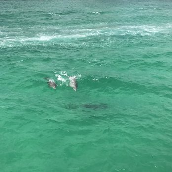 Southern Star Dolphin Cruise - Whale Watching Tours Near Me - Destin, Florida Southern Star Dolphin Cruise - Whale Watching Tours Near Me - Destin, Florida