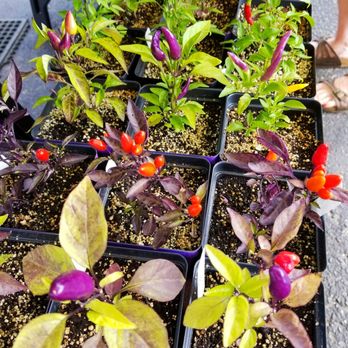 Bloomington Community Farmer's Market - Pepper plants!!! - Farmers Market Near Me - Bloomington, Indiana