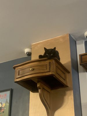 Le Café des Chats by null