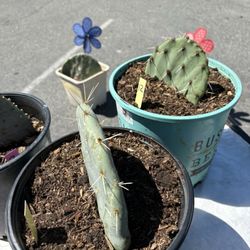 Farmer's Market