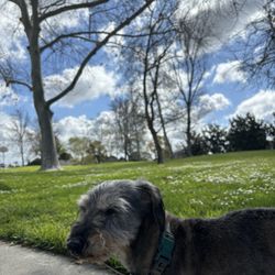 North Maple Grove Park - He may not look happy but he is enjoying his sniffs and steps