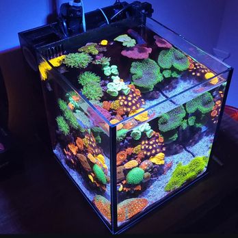 The Barrier Reef - I would say 90 percent of my reef tanks are all Barrier Reef Coral. All my tanks have done well and I've been doing this for 10 years or so. - Pet Stores Near Me - Naples, Florida The Barrier Reef - I would say 90 percent of my reef tanks are all Barrier Reef Coral. All my tanks have done well and I've been doing this for 10 years or so. - Pet Stores Near Me - Naples, Florida