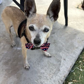 Rickety Cricket Brewing - Dog friendly - Pizza Near Me - Kingman, Arizona Rickety Cricket Brewing - Dog friendly - Pizza Near Me - Kingman, Arizona