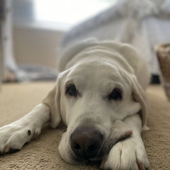 Restful Paws - Veterinarians Near Me Restful Paws - Veterinarians Near Me