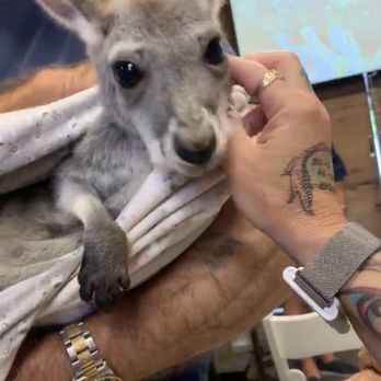 Fall City Wallaby Ranch - Just adorable, and so soft! - Ranches Near Me - Fall City, Washington