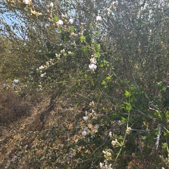 Bark Park Trailhead to Millennium Loop - Flowers - Hiking Near Me - Calabasas, California Bark Park Trailhead to Millennium Loop - Flowers - Hiking Near Me - Calabasas, California