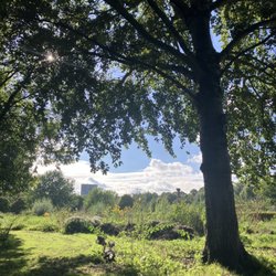 Frankendael Park