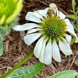 Talking Breads - Honey bees