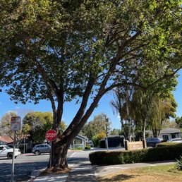 This tree used to look like a bush, with overgrowth from the sidewalk up to the top. This tree used to look like a bush, with overgrowth from the sidewalk up to the top.