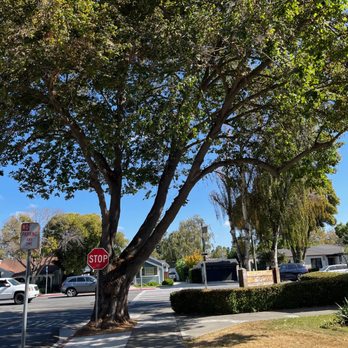 Bartlett Tree Experts - This tree used to look like a bush, with overgrowth from the sidewalk up to the top. - Tree Services Near Me - Campbell, California Bartlett Tree Experts - This tree used to look like a bush, with overgrowth from the sidewalk up to the top. - Tree Services Near Me - Campbell, California