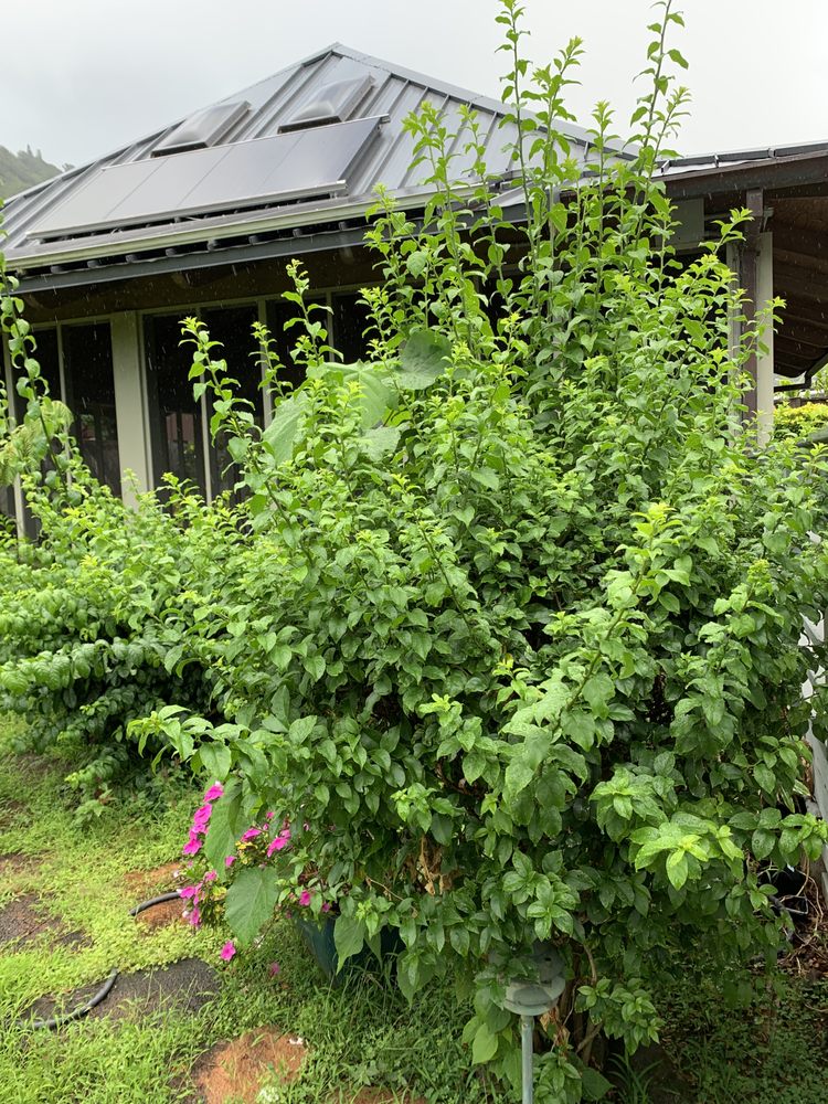 Manuel's Yard Service - tree service in Honolulu, HI