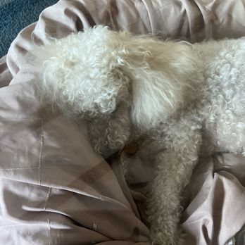 Bayside Veterinary Hospital - Champa recovery from dental surgery. - Veterinarians Near Me - San Diego, California Bayside Veterinary Hospital - Champa recovery from dental surgery. - Veterinarians Near Me - San Diego, California