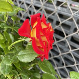 This rose is called Ketchup and Mustard