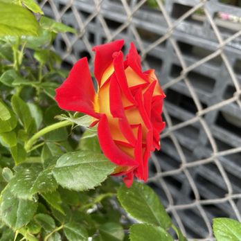 Koolau Farmers - This rose is called Ketchup and Mustard - Nurseries & Gardening Near Me - Honolulu, Hawaii