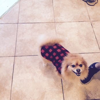 Discount Pets - Teddy! Pomeranian - Pet Groomers Near Me - Anaheim, California Discount Pets - Teddy! Pomeranian - Pet Groomers Near Me - Anaheim, California