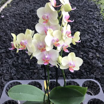 S & W Orchids - $15 minis - Nurseries & Gardening Near Me - Waianae, Hawaii S & W Orchids - $15 minis - Nurseries & Gardening Near Me - Waianae, Hawaii