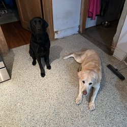 Pleasant View Animal Clinic - Bailey and Bosco