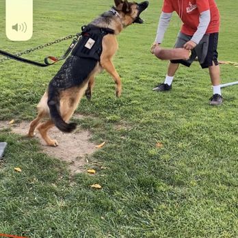 Wolfgang Expert Dog Training - Protection class with Steven - Pet Training Near Me - Gardena, California Wolfgang Expert Dog Training - Protection class with Steven - Pet Training Near Me - Gardena, California