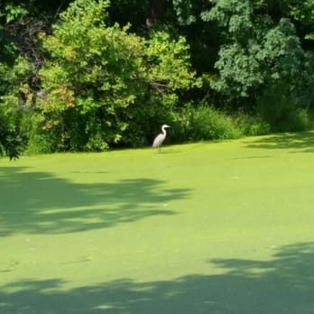 Holler Park - Great Blue Heron in the pond! - Parks Near Me - Milwaukee, Wisconsin Holler Park - Great Blue Heron in the pond! - Parks Near Me - Milwaukee, Wisconsin