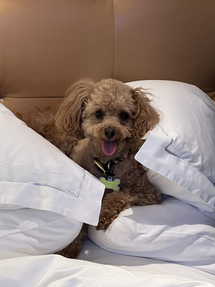 THE PETSTYLING COMPANY Updated October 2024 90 Photos & 121 Reviews