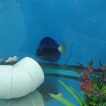Big Kahuna Tropical Fish - Aquarium Services Near Me - Madison, Wisconsin Big Kahuna Tropical Fish - Aquarium Services Near Me - Madison, Wisconsin