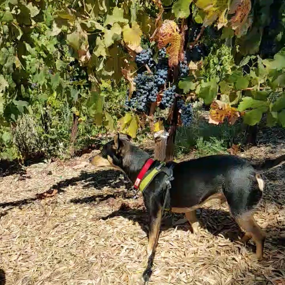 Oak Mountain Winery - Grapes in season - Wineries Near Me - Temecula, California Oak Mountain Winery - Grapes in season - Wineries Near Me - Temecula, California