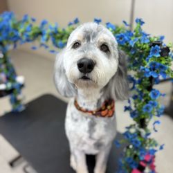 Scooby Do's Pet Grooming - Taz post-grooming