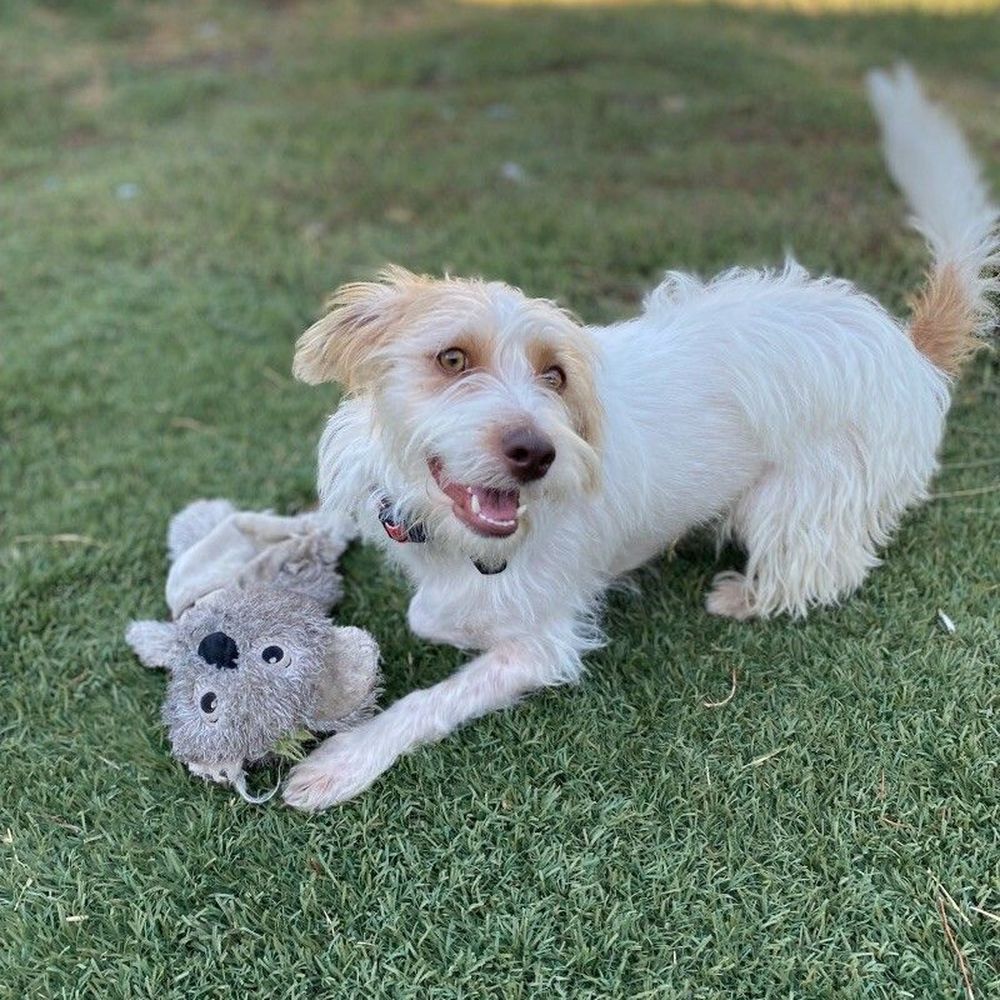 Pups Without Borders - Coconut (now Marinara) who was adopted through Pups without Borders - Pet Adoption Near Me Pups Without Borders - Coconut (now Marinara) who was adopted through Pups without Borders - Pet Adoption Near Me