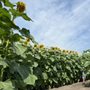 Photo of Heap's Giant Pumpkin Farm