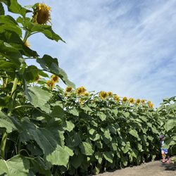Heap's Giant Pumpkin Farm - Sunflowers