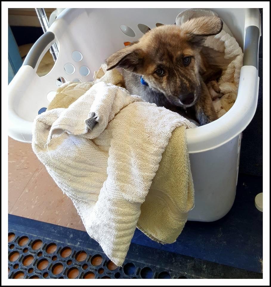 ANASAZI PET BOARDING & GROOMING Updated October 2024 14 Photos & 11