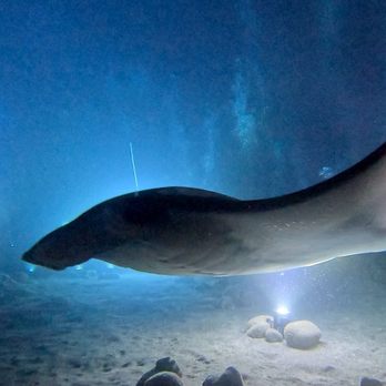 Kona Honu Divers - Night dive with Manta Rays. - Scuba Diving Near Me - Kailua-kona, Hawaii