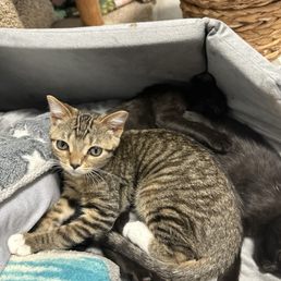 Kittens