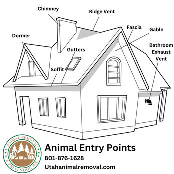 Animal Removal and Prevention - Animal Entry Points on home in Salt Lake City. - Pest Control Near Me - Layton, Utah Animal Removal and Prevention - Animal Entry Points on home in Salt Lake City. - Pest Control Near Me - Layton, Utah
