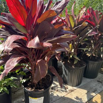 The Home Depot - Feb 2025 spring plants! - Nurseries & Gardening Near Me - San Antonio, Texas The Home Depot - Feb 2025 spring plants! - Nurseries & Gardening Near Me - San Antonio, Texas