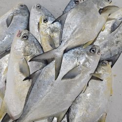 Pelican Seafood