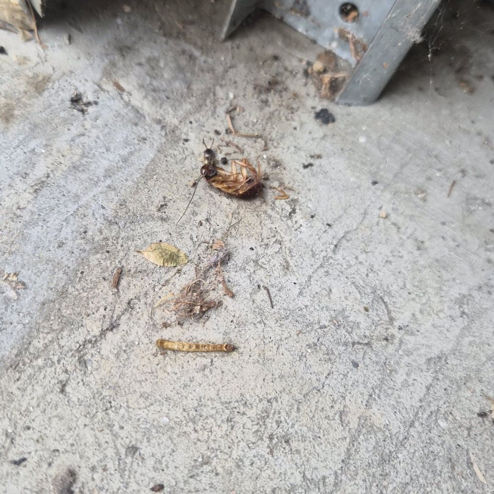 Mitchell Place Apartments - Cockroaches in the garage - Apartments Near Me - Murrieta, California Mitchell Place Apartments - Cockroaches in the garage - Apartments Near Me - Murrieta, California