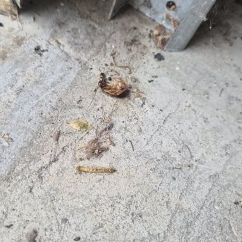 Mitchell Place Apartments - Cockroaches in the garage - Apartments Near Me - Murrieta, California Mitchell Place Apartments - Cockroaches in the garage - Apartments Near Me - Murrieta, California