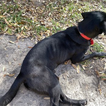 Oakwood Kennels - Our dog came back emaciated after his stay with Drew at Oakwood. - Pet Training Near Me - Angleton, Texas Oakwood Kennels - Our dog came back emaciated after his stay with Drew at Oakwood. - Pet Training Near Me - Angleton, Texas